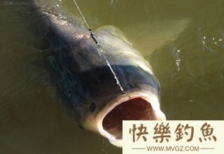 不同对象鱼上钩时的浮漂呈现状态