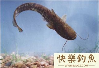 夏季阵雨过后是钓鲇鱼的好时候