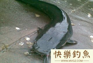 夏季野钓鲶鱼的4个小知识