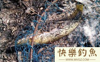 冬季溪流钓鲶鱼的技巧攻略