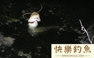 初秋夜钓鲶鱼的选位用饵打窝技巧