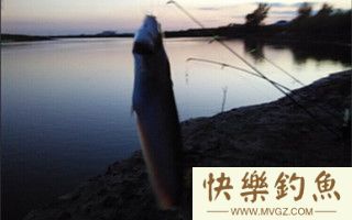 初秋夜钓鲶鱼的选位用饵技巧及钓法