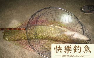 抛竿夜钓鲶鱼的实战技巧分析和注意事项