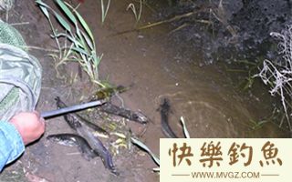 夏钓鲶鱼的选时选位及钓法技巧