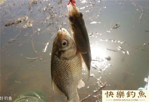 冬季不同天气钓鲫鱼的技巧