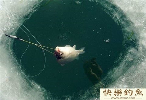 冬钓鱼群常去的地方都在这里