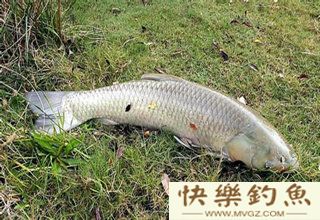 手竿或海竿钓青鱼垂钓技巧及注意事项
