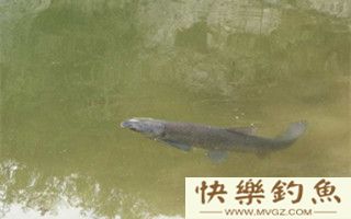 秋季钓青鱼的选位用饵技巧及漂相动作