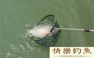 钓罗非鱼的六个实用技巧