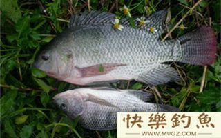 初夏钓罗非鱼的钓具选用技巧