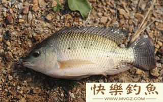 罗非鱼的习性、钓点、鱼饵配方和钓法