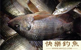 提竿不见罗非的原因和解决小鱼闹钩的技巧