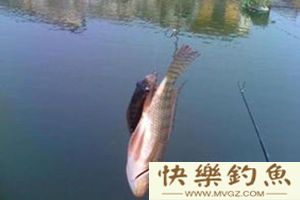 高手分享钓罗非十余年的心得与技巧