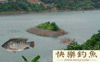 初夏水库夜钓罗非鱼的五个技巧