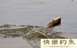 非王十余年的罗非鱼钓技秘诀