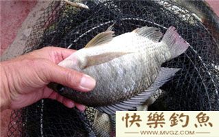 冬钓罗非鱼的饵料与用饵体会