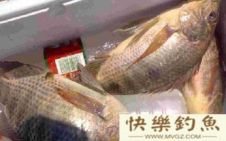 台钓罗非鱼的六点体会与技巧
