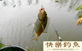 南方冬钓罗非鱼的饵料与钓技钓法