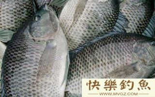 钓罗非的鱼饵与浮漂动作的分辨技巧