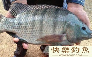 常用钓罗非鱼的饵料类型和特点介绍