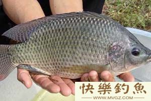 野钓罗非技巧及饵料配方