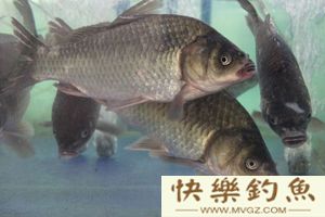 了解罗非鱼的生活习性及垂钓技巧