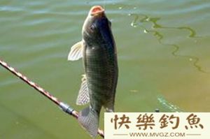 深度剖析路亚罗非鱼的技巧