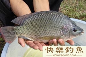 详解不同水域路亚罗非鱼的技巧