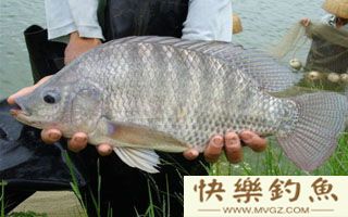 垂钓罗非鱼的五大攻略