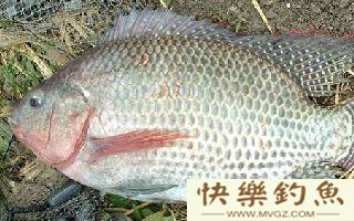 秋季钓罗非鱼的技巧全解析