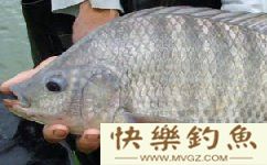 钓到罗非后如何抓鱼才会不扎手？