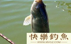 夏季钓罗非鱼空钩的原因解析