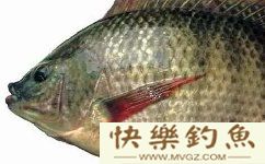 罗非鱼的生活习性与垂钓技巧