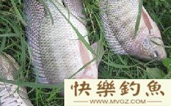 钓友分享夏季钓罗非鱼的技巧