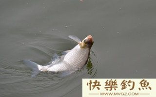 鳊鱼的习性、钓点、鱼饵配方及钓法技巧
