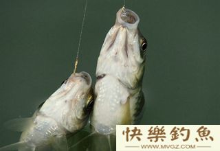 在水库钓鳊鱼的4个技巧