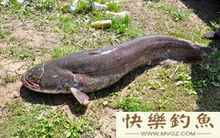 夜钓鲶鱼技巧之钓具与饵料的选择