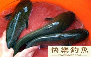 鲶鱼的特征及夜钓的钓法技巧