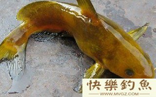 野钓嘎鱼和鲶鱼必杀计，高手分享