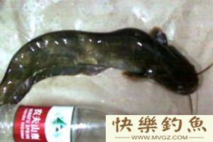 五个绝招教你野钓战胜鲶鱼