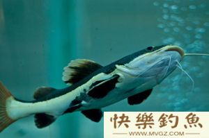 夜钓鲶鱼时必知的五个知识点