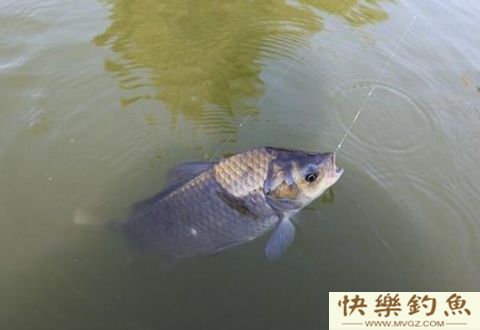 冬季长竿短线七星漂钓鲫鱼技巧