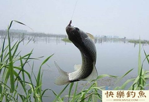 人穿袄，鱼钻草，冬钓鲫鱼怎么钓草洞？
