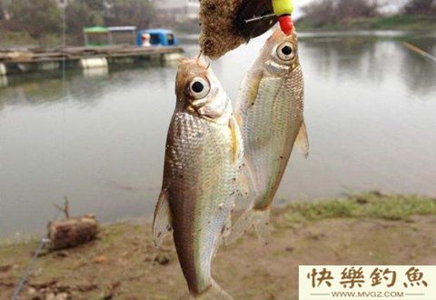 冬钓鲫鱼七不宜，知道了对冬季钓鱼大有好处