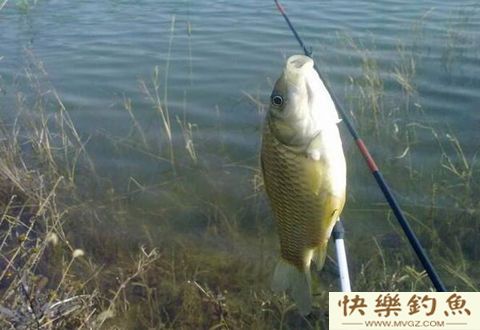 应对冬季晴天钓鱼技巧，让你渔获翻倍