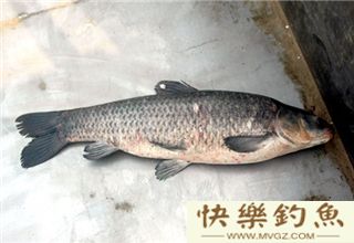 秋季钓青鱼，教你三款打窝饵料