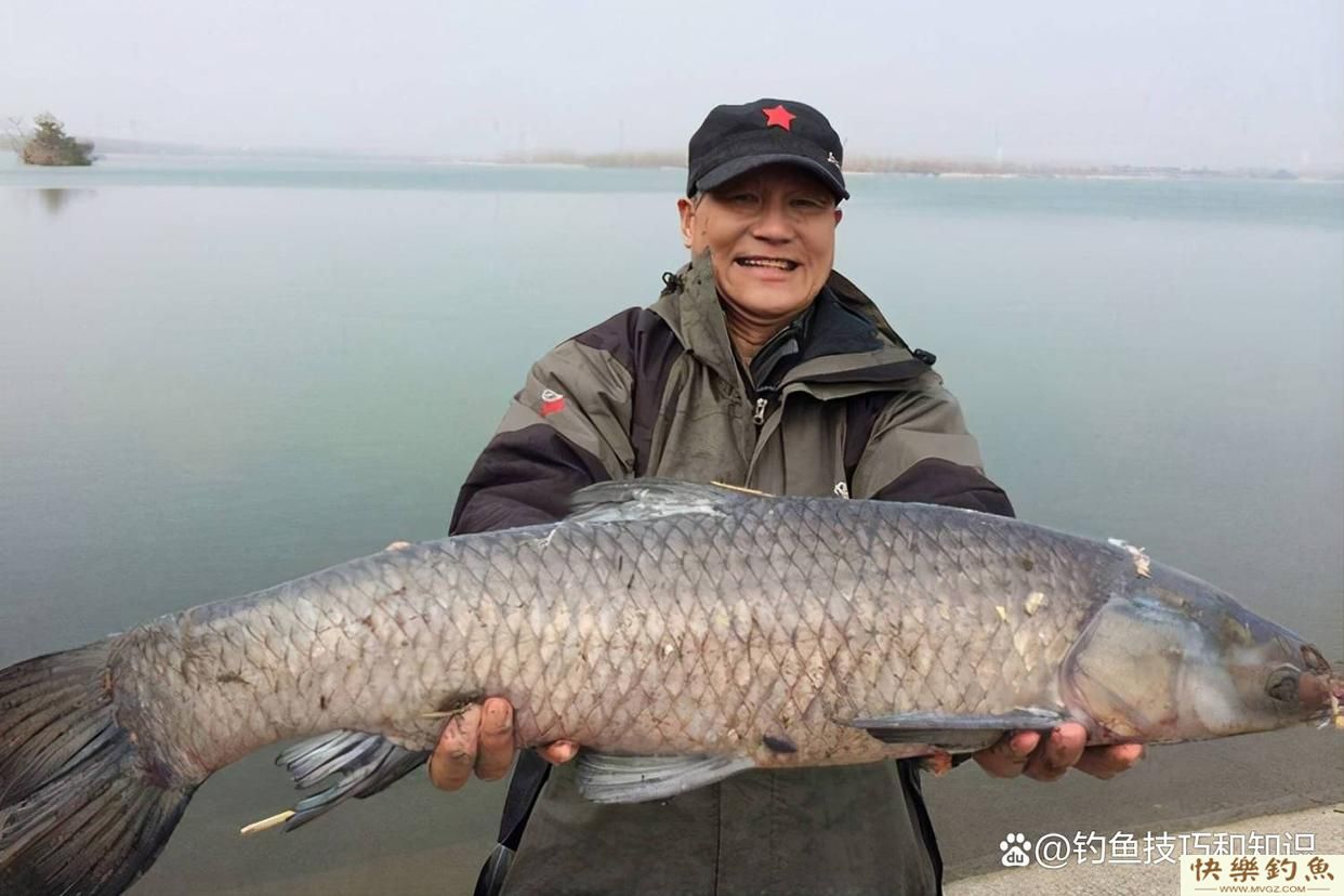 冬天怎样钓青鱼？关键是寻找鱼窝、鱼饵味型