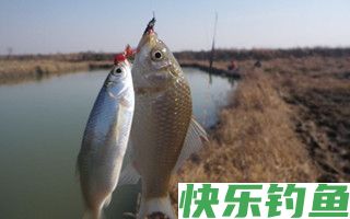 冬季野外钓鲫鱼的五个要点