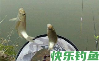 冬季野钓鲫鱼用饵也需随机应变