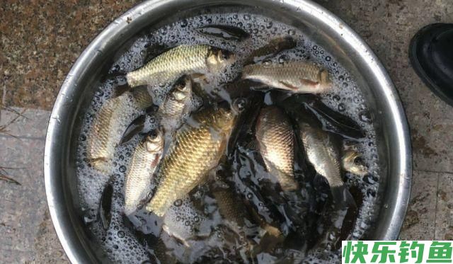 鲫鱼怎么钓？掌握这4个技巧，钓多少你来定